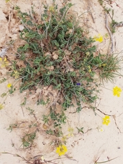 Coronilla minima lotoides