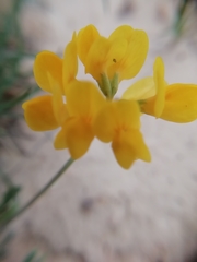 Coronilla minima lotoides