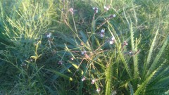 Verbena litoralis litoralis