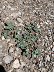 Trifolium gymnocarpon