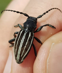 Dorcadion fuliginator