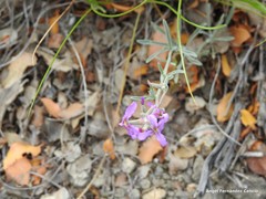 Matthiola fruticulosa