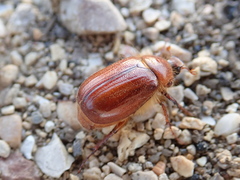 Holochelus