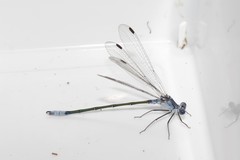 Lestes macrostigma