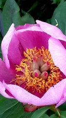 Paeonia