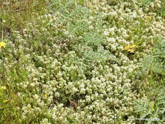 Teucrium gnaphalodes