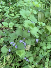 Glechoma hederacea