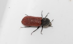 Bostrichus capucinus