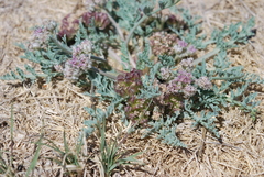 Vesper montanus