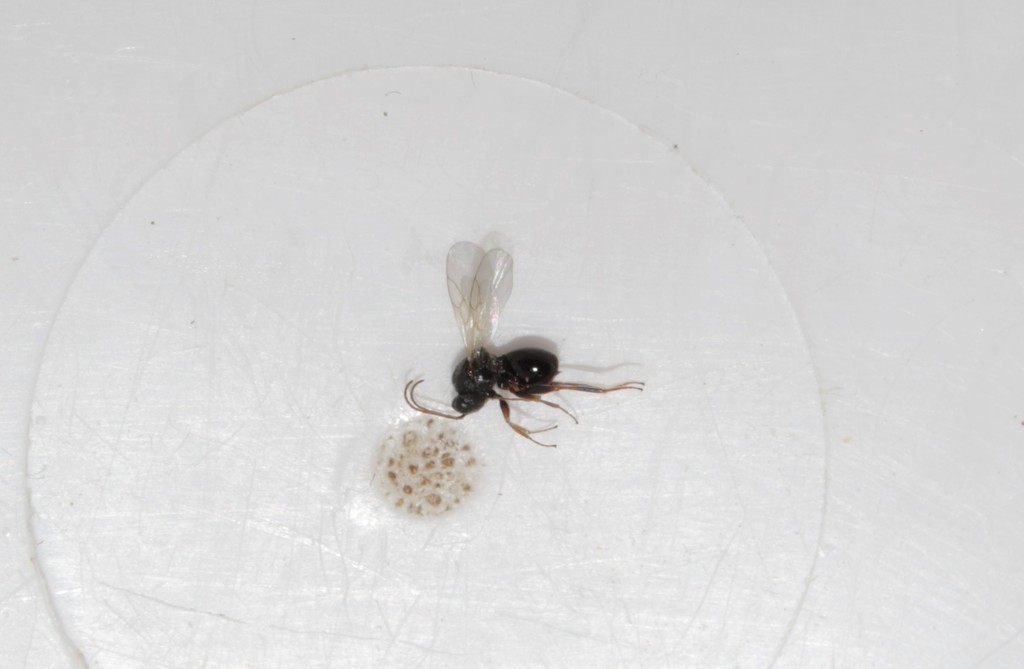Synergus pallipes