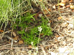 Campanula erinus