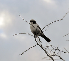 Eurocephalus anguitimens