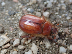Holochelus
