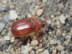 Holochelus