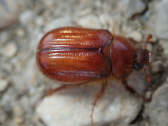 Holochelus