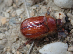 Holochelus