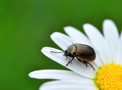Chrysolina marginata