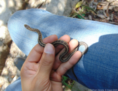 Thamnophis scalaris