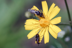 Panurginus albopilosus