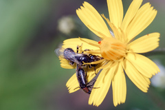 Panurginus albopilosus