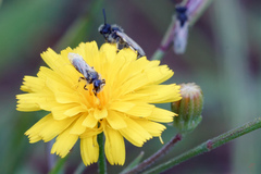 Panurginus albopilosus