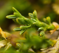 Anarthrophyllum cumingii
