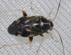 Cyphodema instabilis