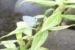 Cupido comyntas texana