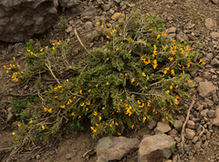 Anarthrophyllum cumingii