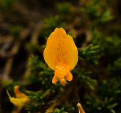 Anarthrophyllum cumingii