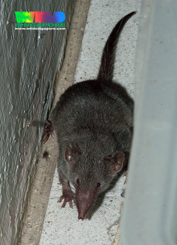 Asian House Shrew