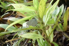 Cupido comyntas texana