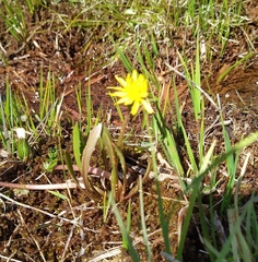 Taraxacum palustre