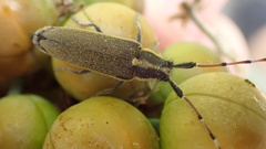 Agapanthia asphodeli