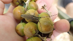 Agapanthia asphodeli