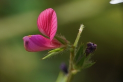 Onobrychis aequidentata