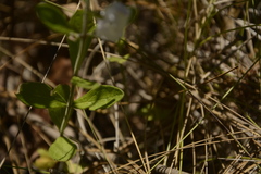 Scutellaria multiglandulosa image