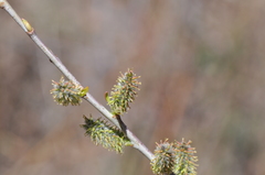 Salix irrorata