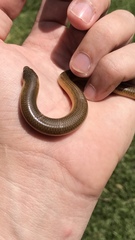 Savanna Legless Skink photo 3