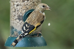 Carduelis carduelis