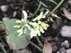 Astragalus strigulosus