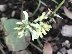 Astragalus strigulosus