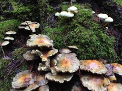 Hypholoma capnoides image