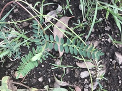 Astragalus strigulosus