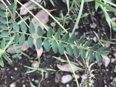 Astragalus strigulosus