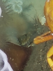 Pandalus danae image