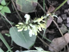 Astragalus strigulosus