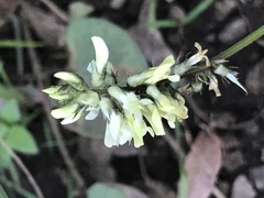Astragalus strigulosus