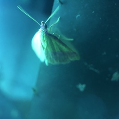 Phytometra rhodarialis