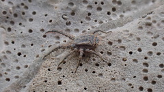 Allocaeculus catalanus